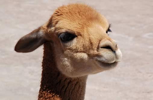 Vicuna